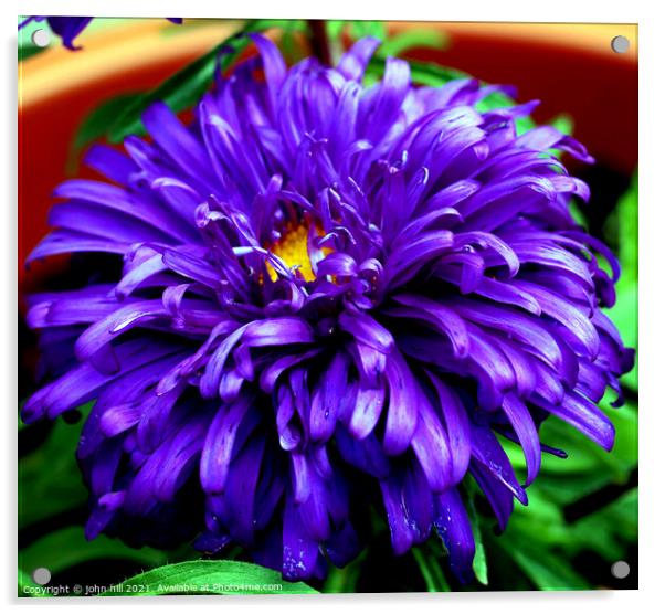 Aster (violet blue) in Macro Acrylic by john hill
