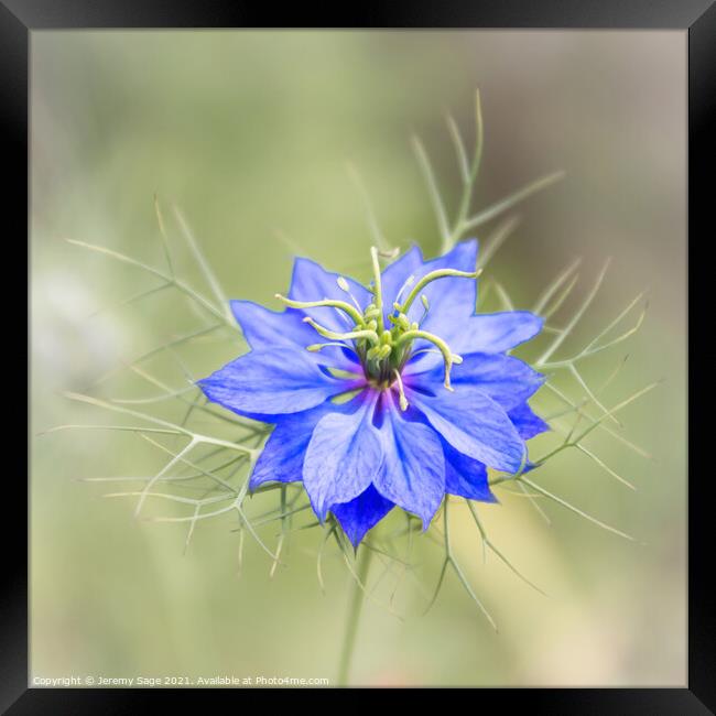 Enchanting Blue Nigella Framed Print by Jeremy Sage
