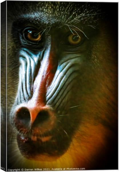 Mandrill Close up Canvas Print by Darren Wilkes