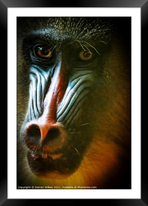 Mandrill Close up Framed Mounted Print by Darren Wilkes