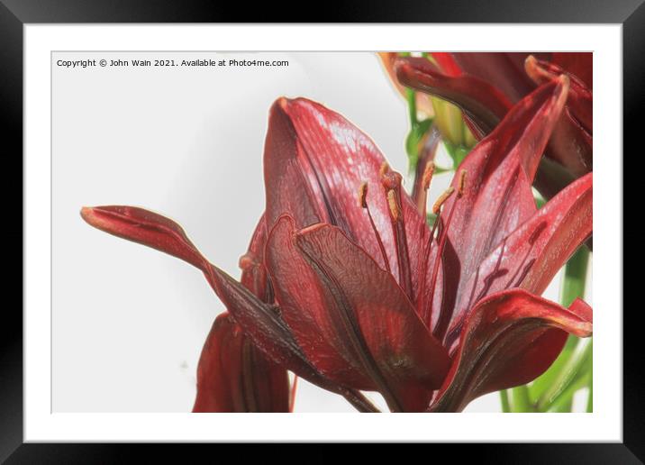 Red Lily (Digital Art) Framed Mounted Print by John Wain