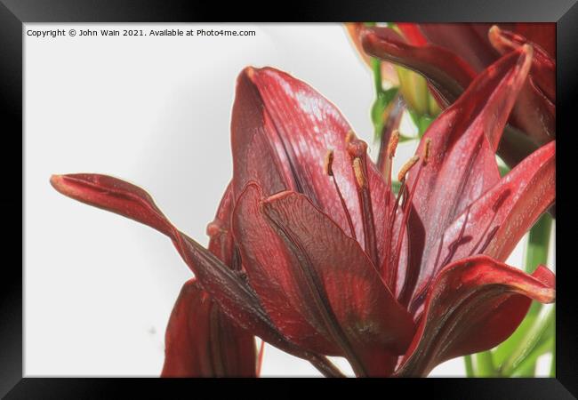 Red Lily (Digital Art) Framed Print by John Wain