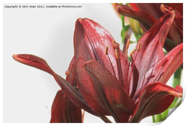 Red Lily (Digital Art) Print by John Wain