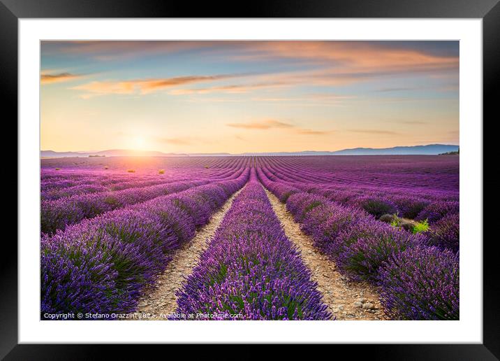 Lavender Fields at Sunset Framed Mounted Print by Stefano Orazzini