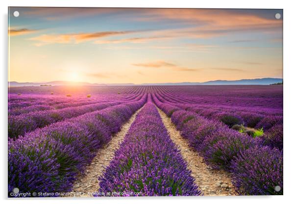 Lavender Fields at Sunset Acrylic by Stefano Orazzini