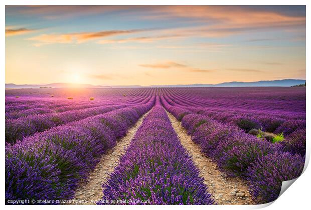 Lavender Fields at Sunset Print by Stefano Orazzini