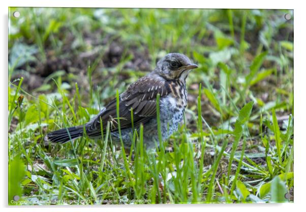 Thrush chicks Acrylic by Alexander Usenko