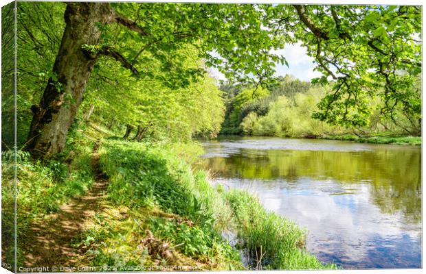 Footpath along the bank of the River Teviot in the Scottish Borders Canvas Print by Dave Collins