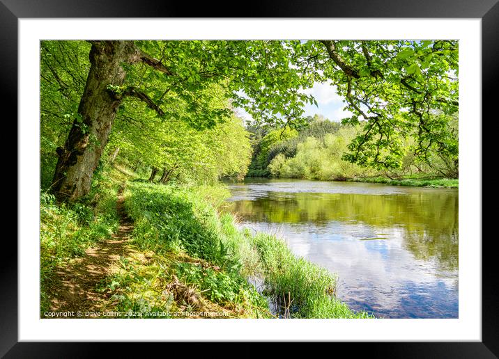 Footpath along the bank of the River Teviot in the Scottish Borders Framed Mounted Print by Dave Collins