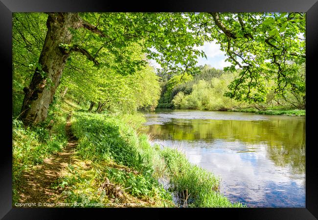 Footpath along the bank of the River Teviot in the Scottish Borders Framed Print by Dave Collins