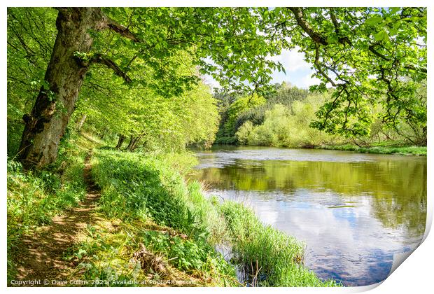 Footpath along the bank of the River Teviot in the Scottish Borders Print by Dave Collins