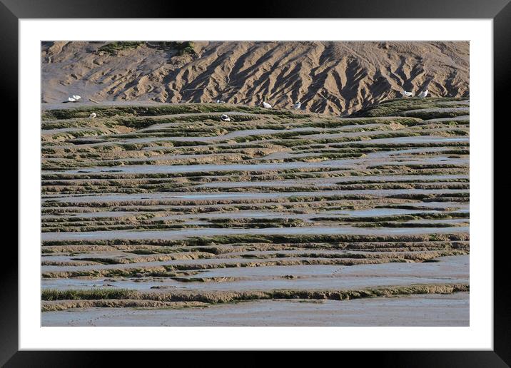 Seagulls in mud at low tide, Clevedon, Somerset Framed Mounted Print by mark humpage