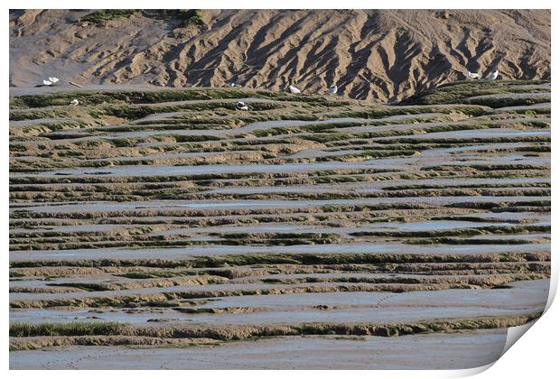 Seagulls in mud at low tide, Clevedon, Somerset Print by mark humpage