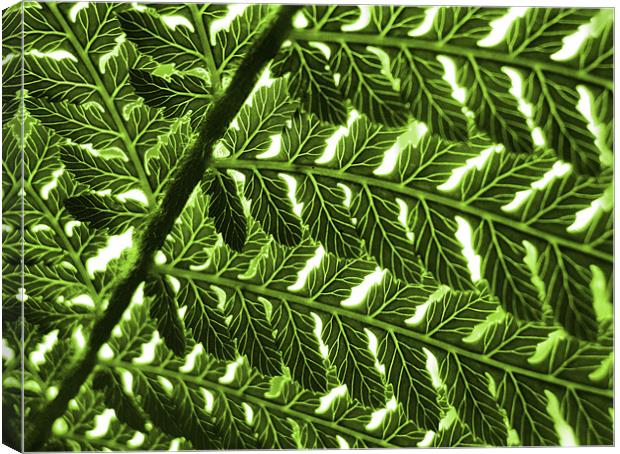 abstract fern Canvas Print by Heather Newton