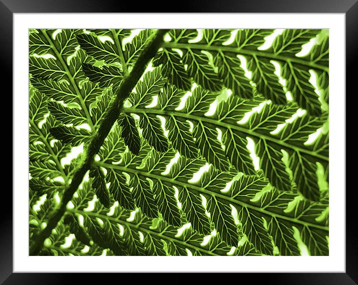 abstract fern Framed Mounted Print by Heather Newton