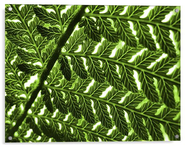 abstract fern Acrylic by Heather Newton