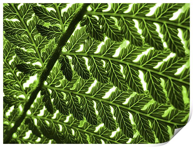 abstract fern Print by Heather Newton