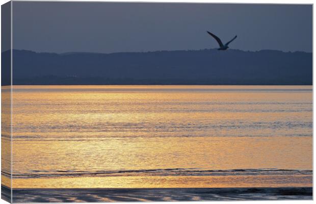 Bird flying in golden Sunset over water at Clevedon, Somerset. Canvas Print by mark humpage