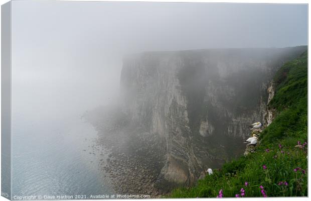 Bempton Cliffs in the Mist Canvas Print by Dave Harbon