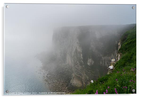 Bempton Cliffs in the Mist Acrylic by Dave Harbon