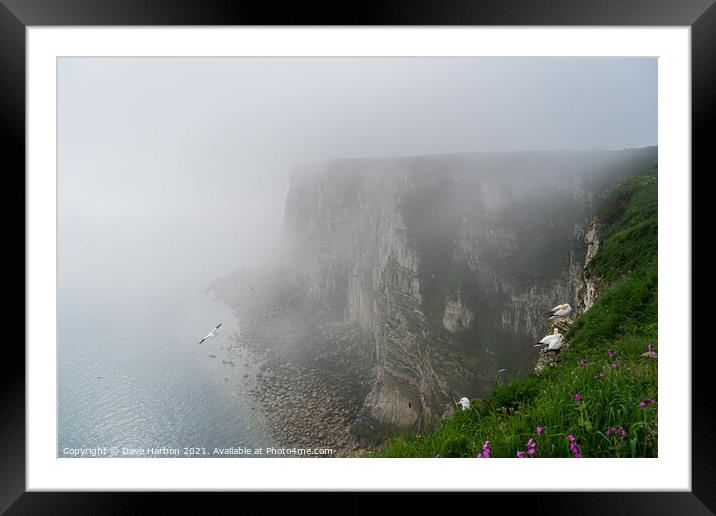 Bempton Cliffs in the Mist Framed Mounted Print by Dave Harbon
