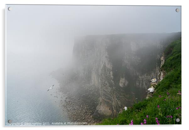 Bempton Cliffs in the Mist Acrylic by Dave Harbon