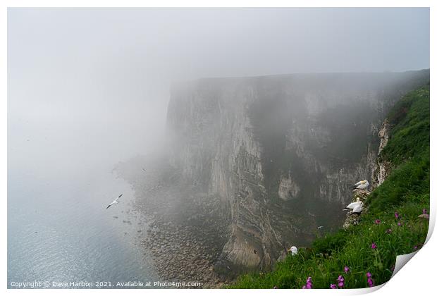 Bempton Cliffs in the Mist Print by Dave Harbon