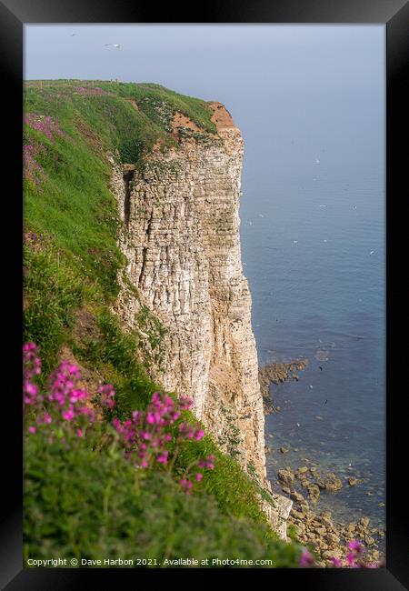 Bempton Cliffs Framed Print by Dave Harbon