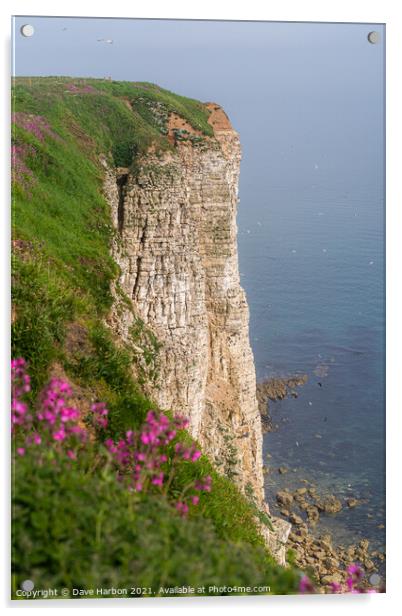 Bempton Cliffs Acrylic by Dave Harbon