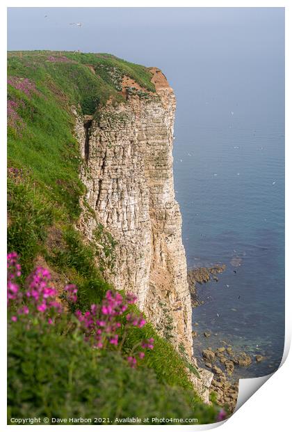 Bempton Cliffs Print by Dave Harbon