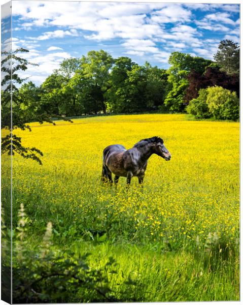 Horse in Buttercup field Canvas Print by Chris North