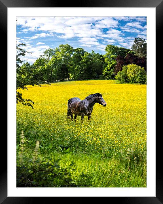 Horse in Buttercup field Framed Mounted Print by Chris North