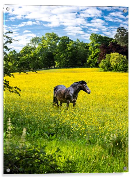 Horse in Buttercup field Acrylic by Chris North