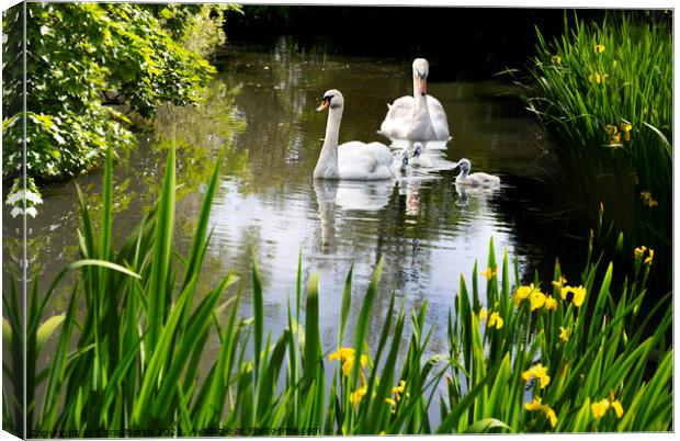 Swan Family and Pond orchids. Canvas Print by Chris North