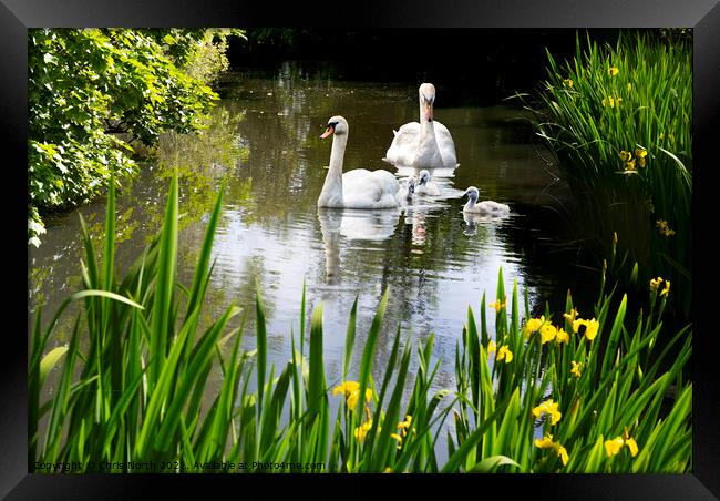 Swan Family and Pond orchids. Framed Print by Chris North