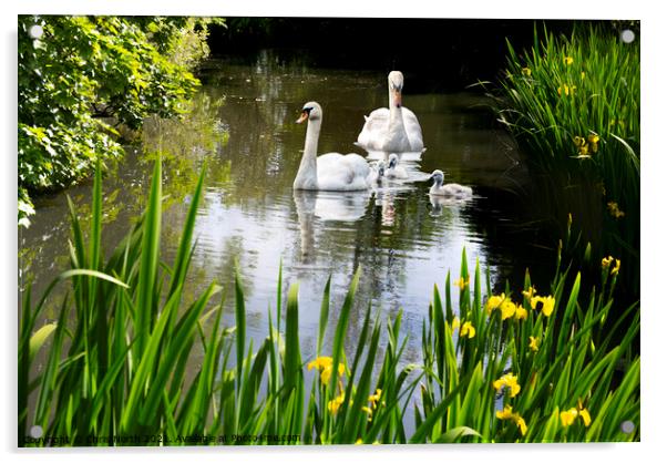 Swan Family and Pond orchids. Acrylic by Chris North