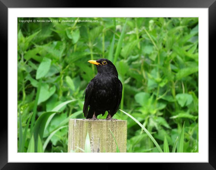 The Majesty of a British Blackbird Framed Mounted Print by Nicola Clark