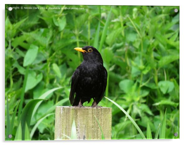 The Majesty of a British Blackbird Acrylic by Nicola Clark