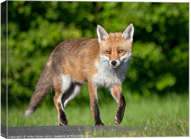 A fox out walking Canvas Print by Vicky Outen
