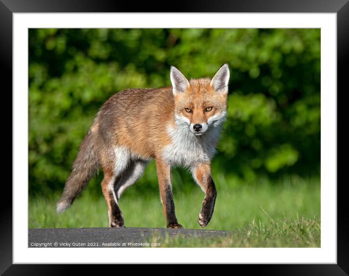 A fox out walking Framed Mounted Print by Vicky Outen