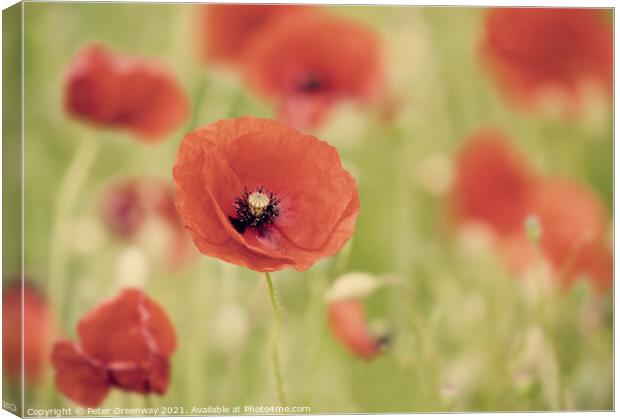 Impressions Of Poppies Canvas Print by Peter Greenway