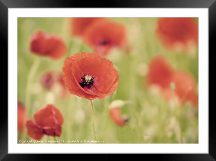 Impressions Of Poppies Framed Mounted Print by Peter Greenway