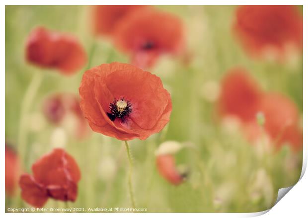 Impressions Of Poppies Print by Peter Greenway