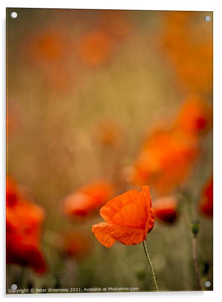 Echoes Of Poppies In The Fields Of Rural Oxfordshire Acrylic by Peter Greenway