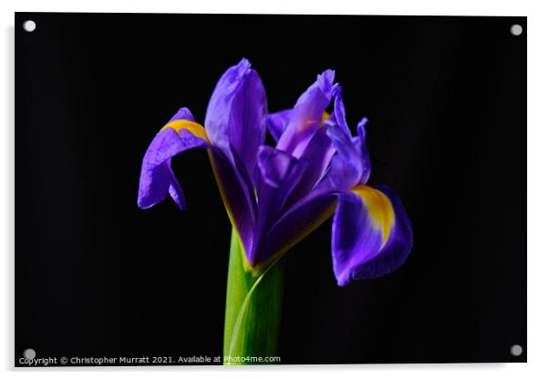 Iris study Acrylic by Christopher Murratt
