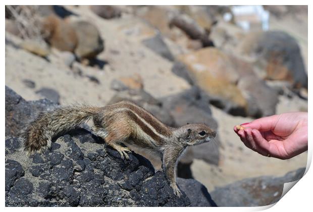 The wild barbary ground squirrel taking a nut Print by Paulina Sator