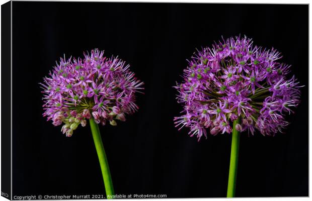 A study of two alliums  Canvas Print by Christopher Murratt