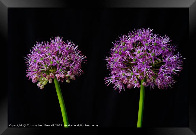 A study of two alliums  Framed Print by Christopher Murratt