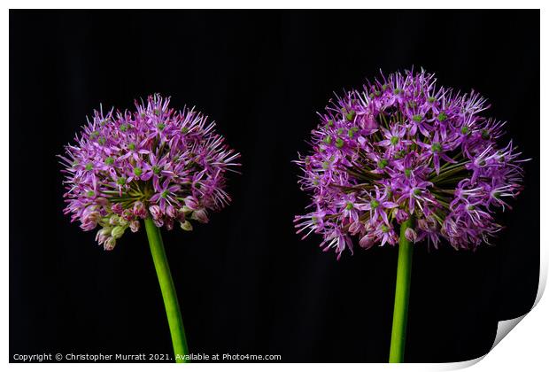 A study of two alliums  Print by Christopher Murratt