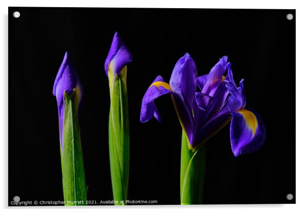An iris trio Acrylic by Christopher Murratt